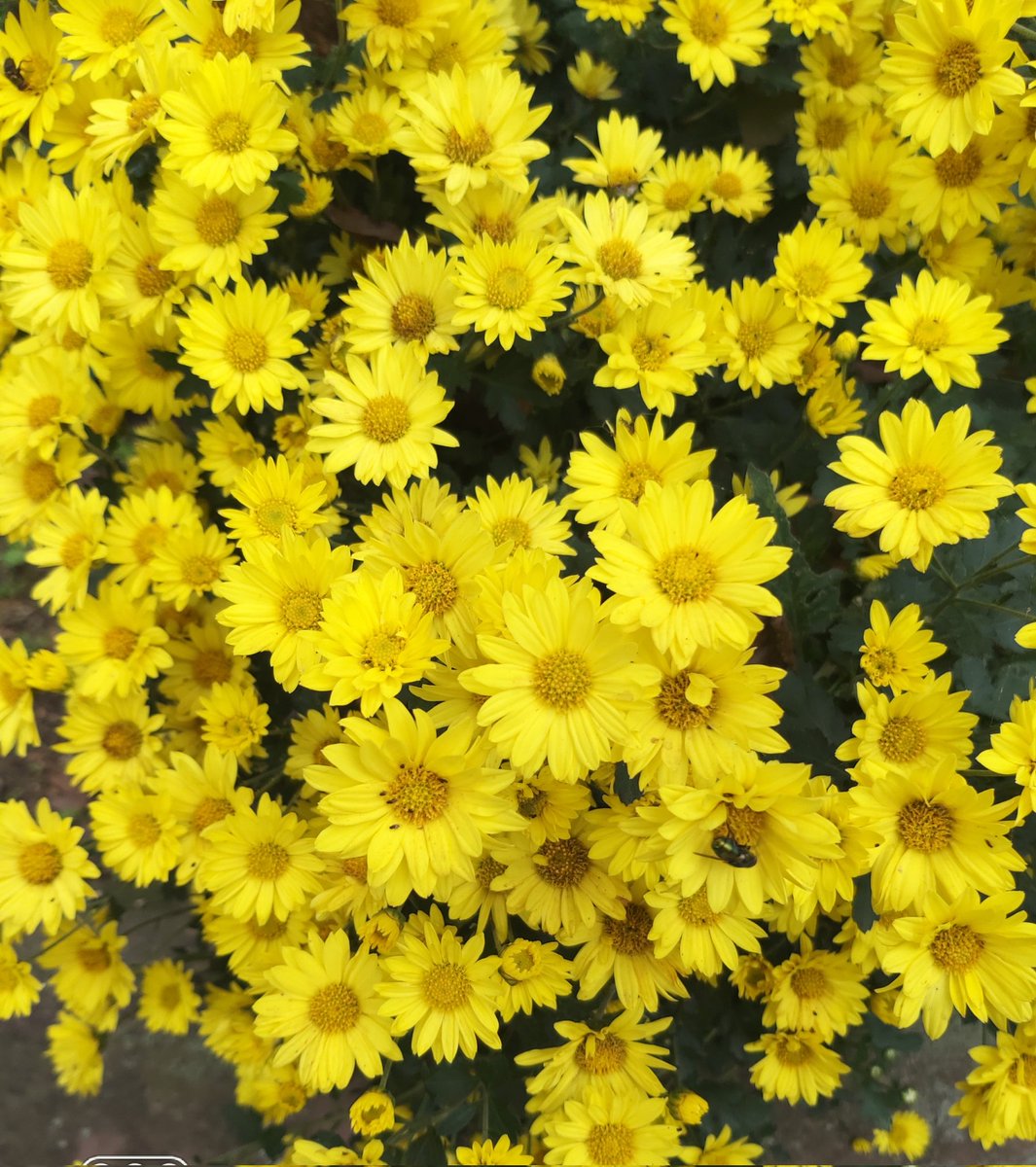 가을 국화 만발~~