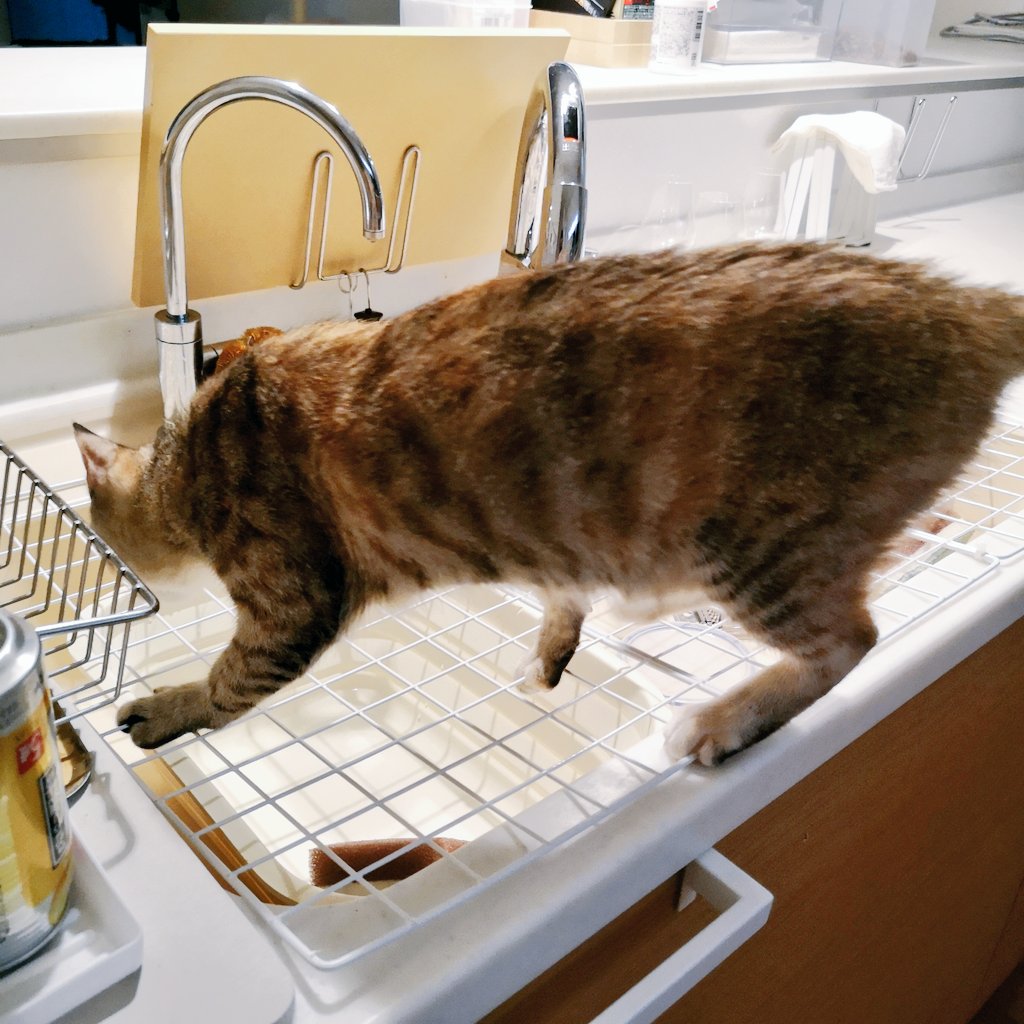 ট ইট র 保護猫ぽん キッチンはの調理台に登る ようになってしまい かといって対面オープンキッチンなのでどうにも行動制限できなくて悩ましかったのだけど ふと思いついてdaisoのワイヤーネットおいてみたら これがピッタリ Diyゲージを分解したもの