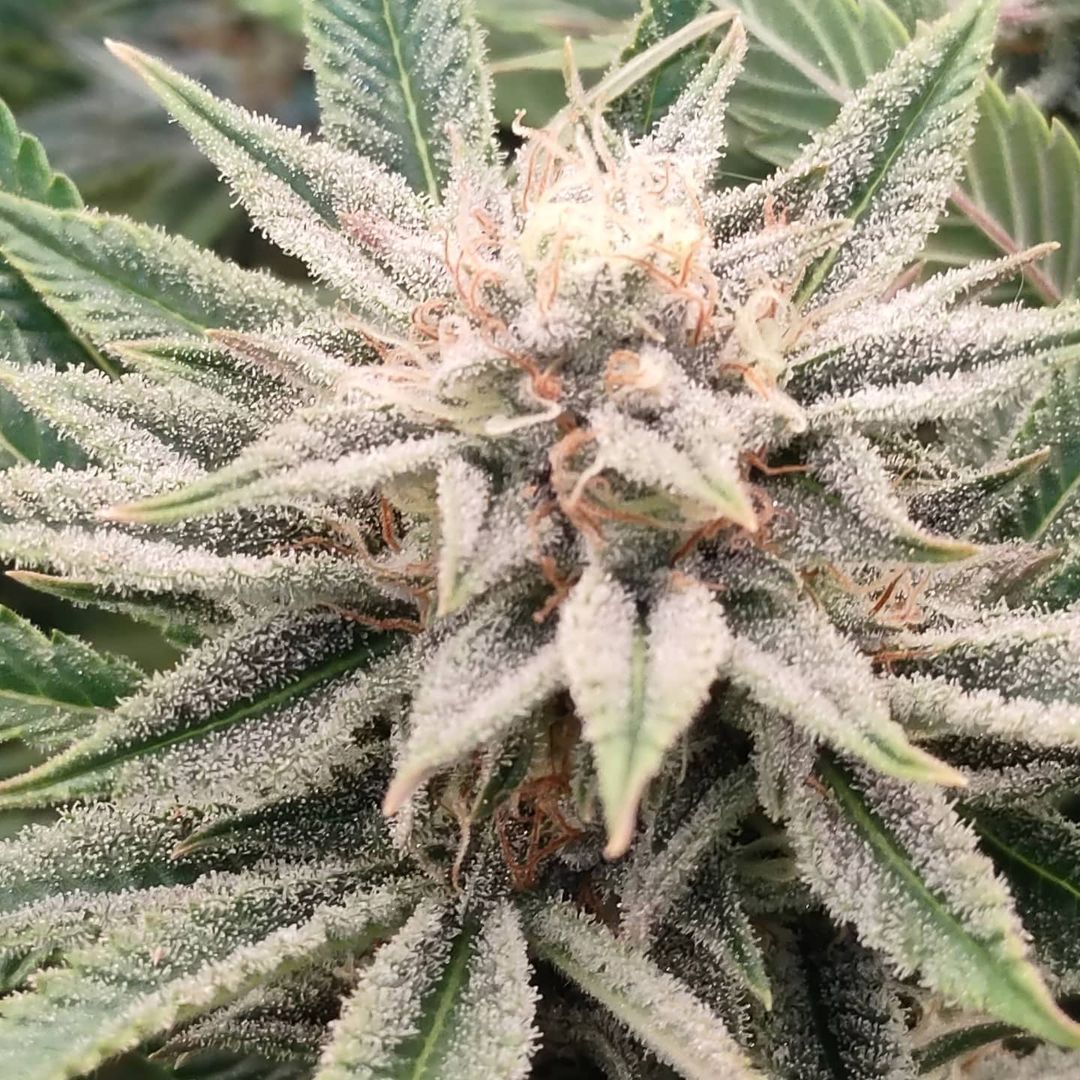 GeeklightC's tweet photo. Stunning grow with Geekbeast Pro
https://t.co/g6e0iXoOZA
#geeklight #GeekBeast #geekbeastpro #geekbeast630 #ledgrow #ledgrown #ledgrowlights #ledgrowlight https://t.co/b7yecGjgYR
