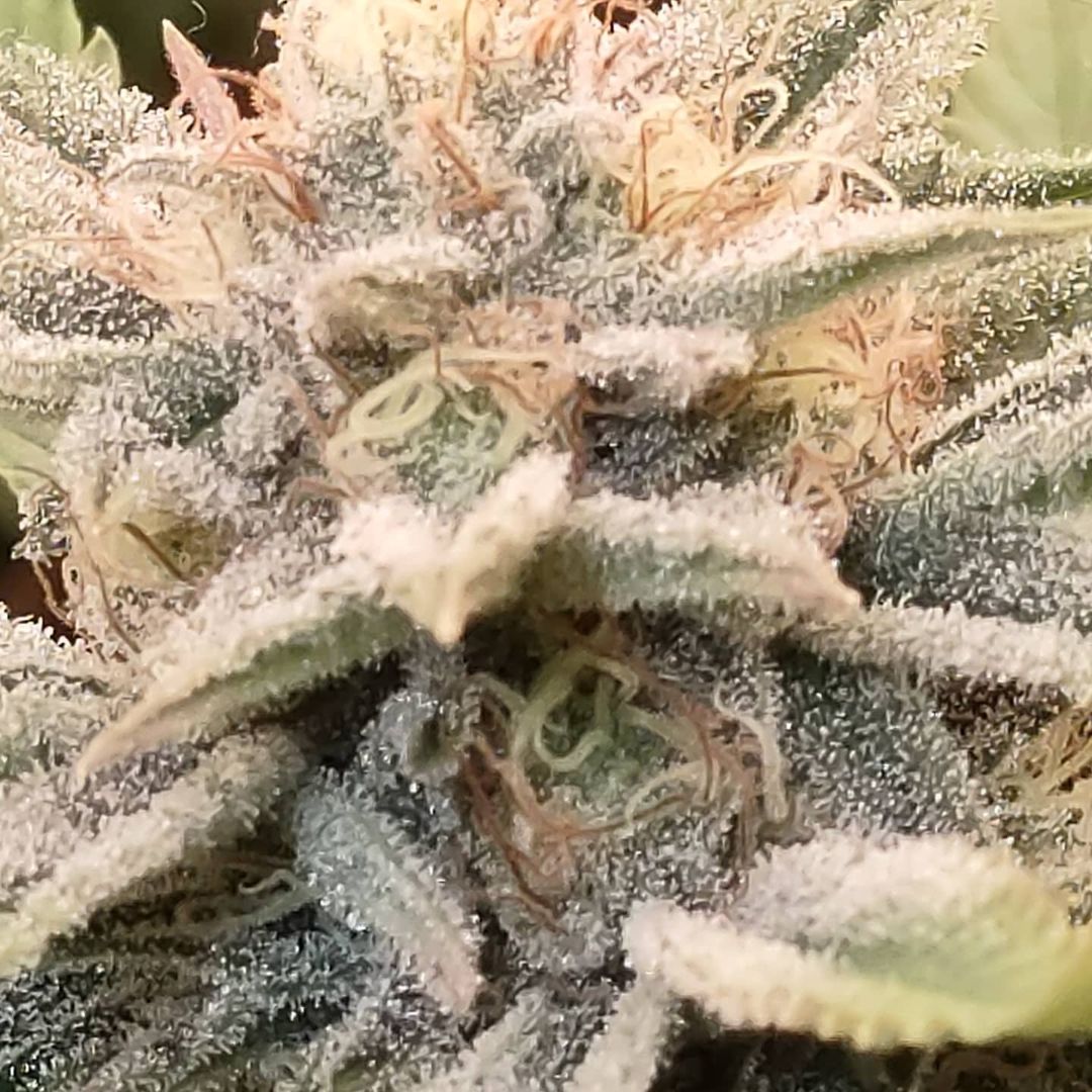 GeeklightC's tweet photo. Stunning grow with Geekbeast Pro
https://t.co/g6e0iXoOZA
#geeklight #GeekBeast #geekbeastpro #geekbeast630 #ledgrow #ledgrown #ledgrowlights #ledgrowlight https://t.co/b7yecGjgYR