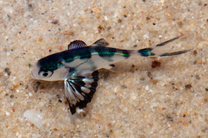 Today's fish is the Man-of-War Fish (Nomeus gronovii). These fish actually live WITHIN the tentacles of siphonophores, like the deadly Portuguese Man o' War! It does not have a protective mucus cover, instead using highly agile swimming🤯
📸Sean Nash, Rudie Kuiter, Dave Harasti