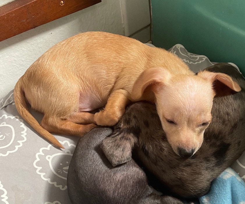 ailijones's tweet photo. EMERGENCY!!! My friend and I need to make $500 so she can adopt the cutest puppy and she only needs $180 more!! Pls see reply to see my lists of goods &amp; services I can offer in exchange for currency so we can acquire dis cute boy. Or if u love me u can venmo @ Aili-jones :’) https://t.co/yFShBLwCmC