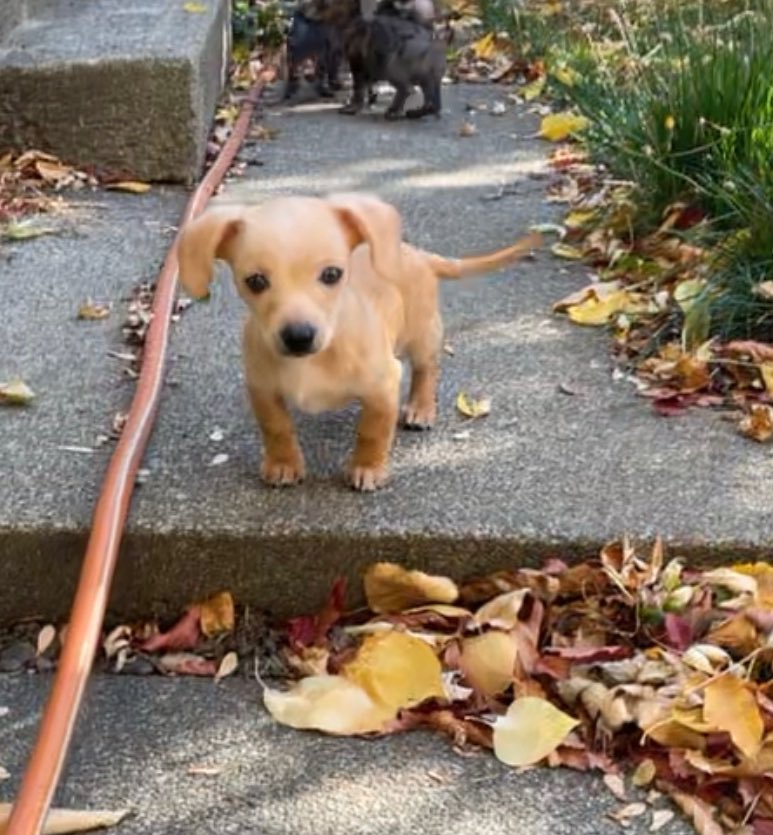 ailijones's tweet photo. EMERGENCY!!! My friend and I need to make $500 so she can adopt the cutest puppy and she only needs $180 more!! Pls see reply to see my lists of goods &amp; services I can offer in exchange for currency so we can acquire dis cute boy. Or if u love me u can venmo @ Aili-jones :’) https://t.co/yFShBLwCmC