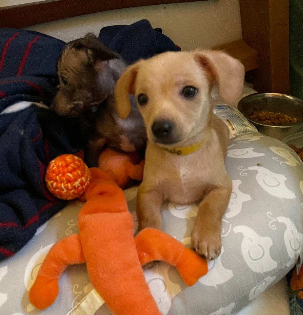 ailijones's tweet photo. EMERGENCY!!! My friend and I need to make $500 so she can adopt the cutest puppy and she only needs $180 more!! Pls see reply to see my lists of goods &amp; services I can offer in exchange for currency so we can acquire dis cute boy. Or if u love me u can venmo @ Aili-jones :’) https://t.co/yFShBLwCmC