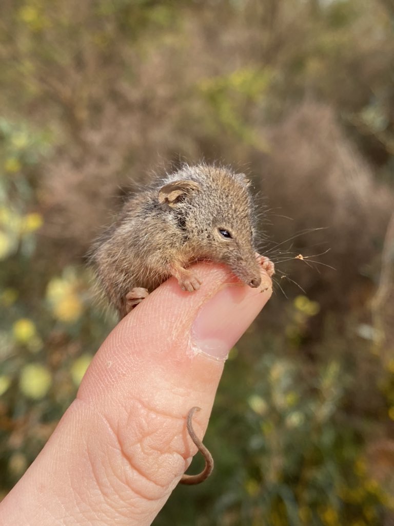 LettsGetSnakes's tweet photo. If y’all thought a Pygmy possum was cute, try this marble of a Honey Possum #WildOz https://t.co/w6F05n8h5Z