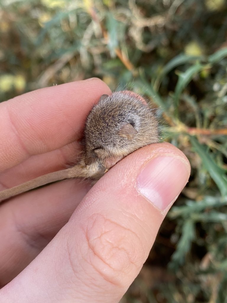 LettsGetSnakes's tweet photo. If y’all thought a Pygmy possum was cute, try this marble of a Honey Possum #WildOz https://t.co/w6F05n8h5Z