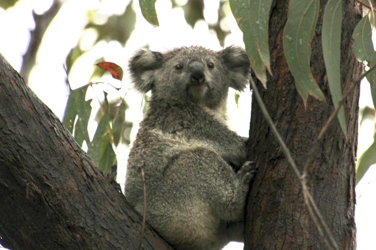 Steve Griffiths tweet media