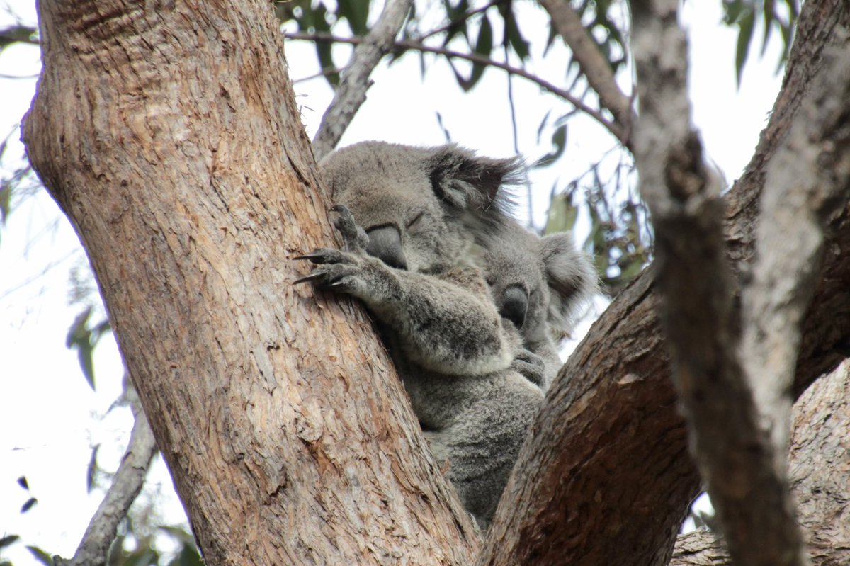 Steve Griffiths tweet media