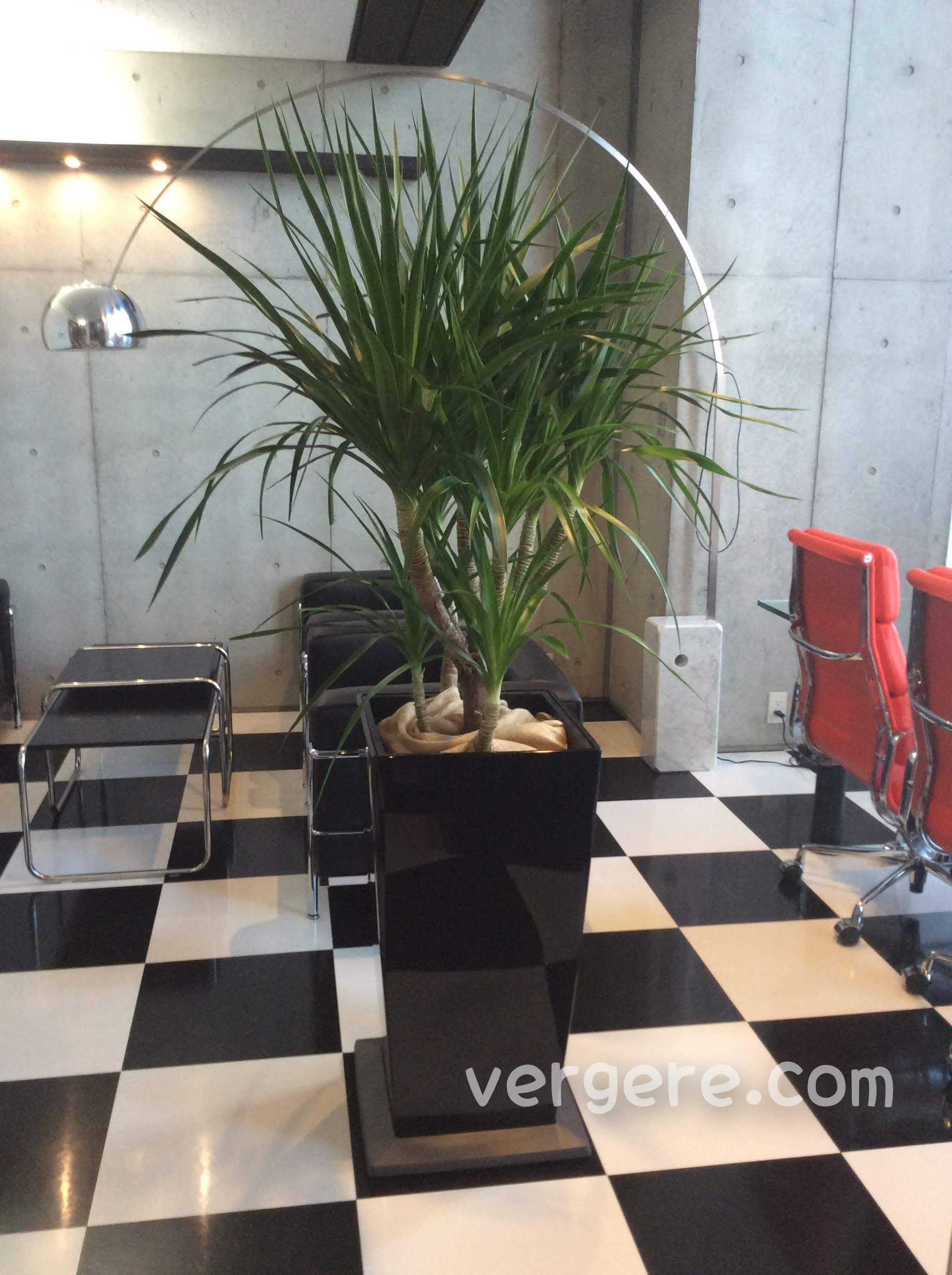 ヴェルジェ オフィス専門の観葉植物レンタル Vergere18 Twitter