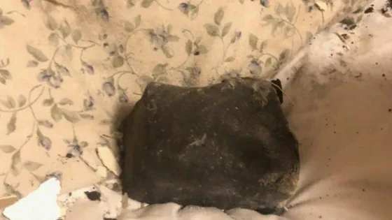 自宅で就寝中の女性の枕元に？隕石が落下してきた！