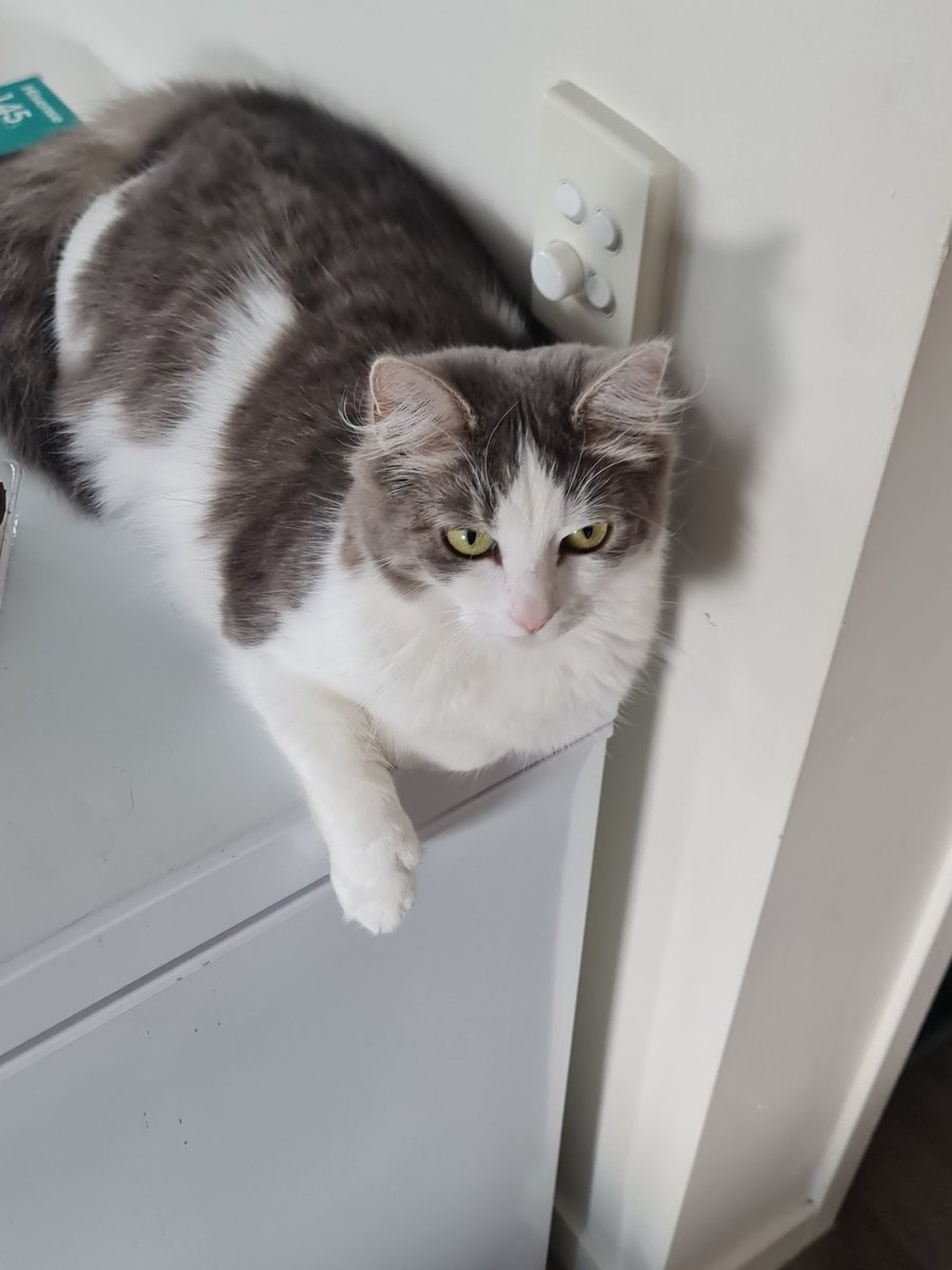 I give up on sleeping now just hanging out on the Freezer!