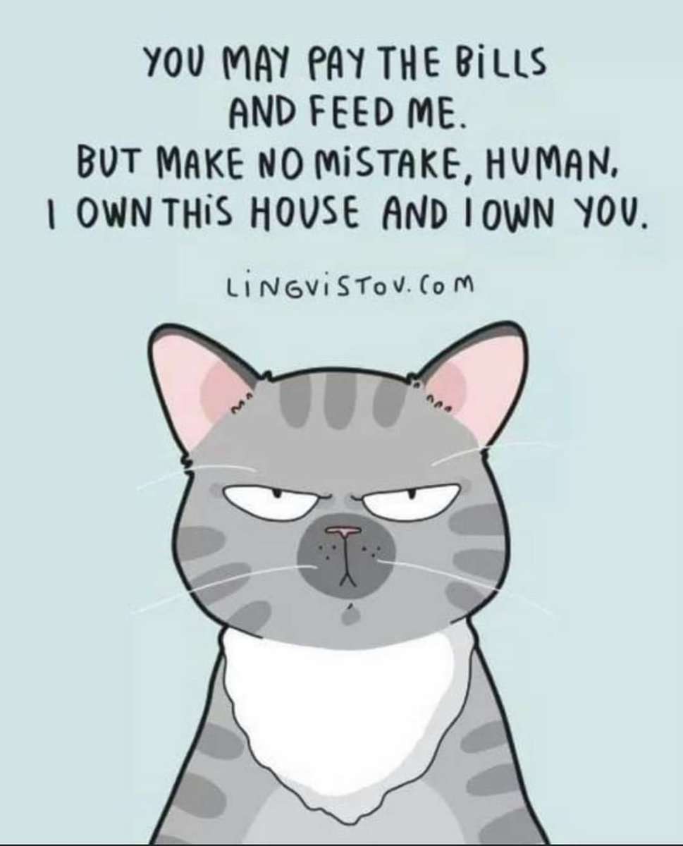 Oakley Kitticat (@oakleykitticat) on Twitter photo 