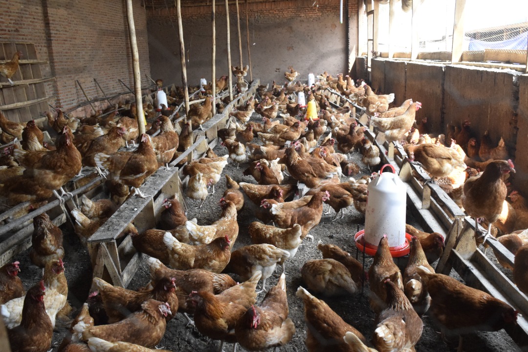Dans la suite des activités organisées au cours de la semaine dédiée à l’alimentation, ce 12/10/2021, le <a href="/BMineagrie/">BURUNDI/MINEAGRIE</a> a effectué une descente sur différents sites de <a href="/Gitega/">Province Gitega</a> en communes de Giheta, Bugendana et Gitega.
<a href="/NtareHouse/">Ntare Rushatsi House</a> <a href="/BurundiGov/">Primature de la République du Burundi</a>