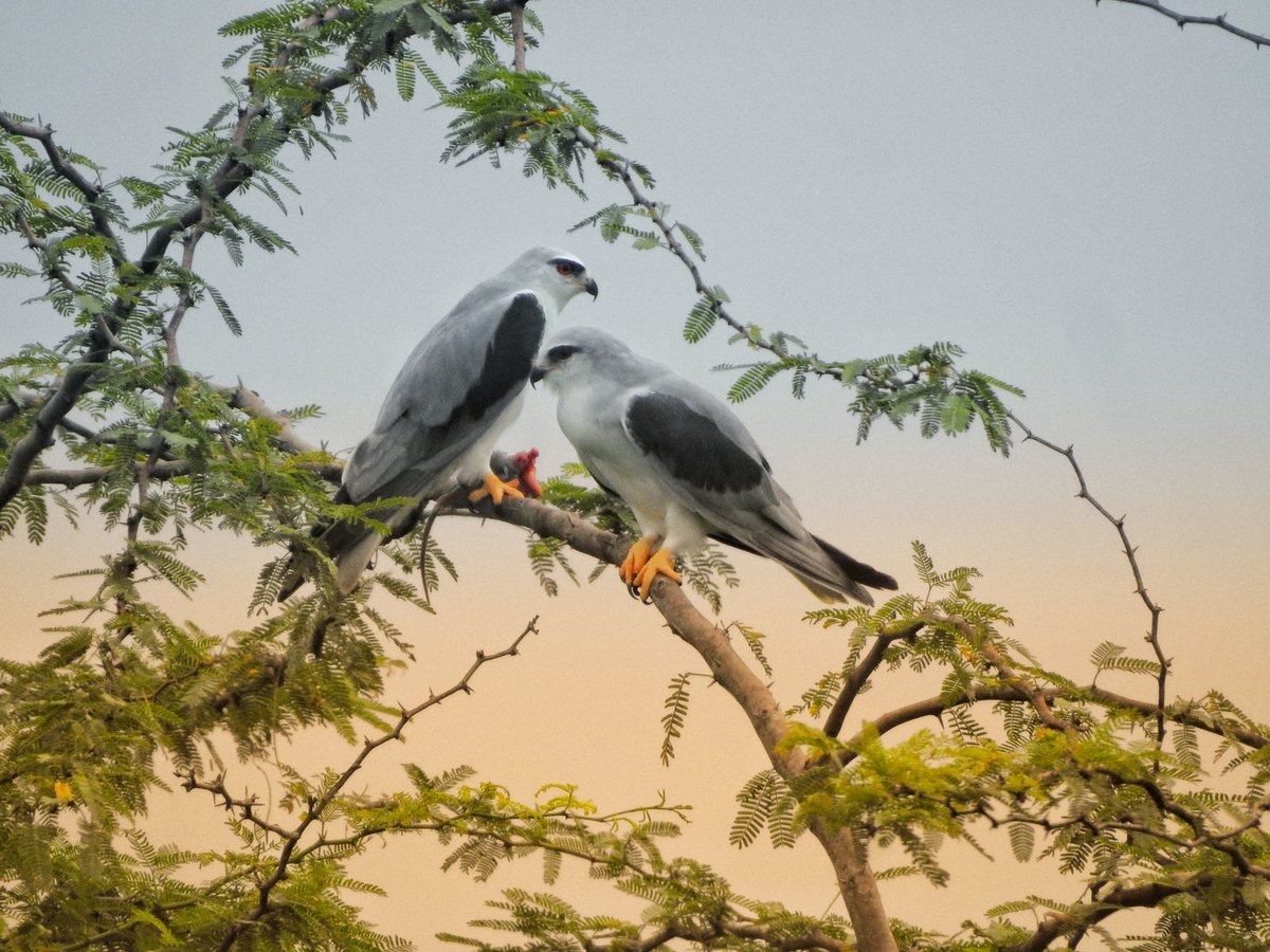 contentbirder's tweet photo. I've seen these black-winged kites every weekend for two months. I first saw them when they had commenced their mating rituals. Now, they're building a nest and hunting large rodents together. A family that preys together stays together.

#TwitterNatureCommunity #IndiAves #birds https://t.co/mDV5sPI6dA