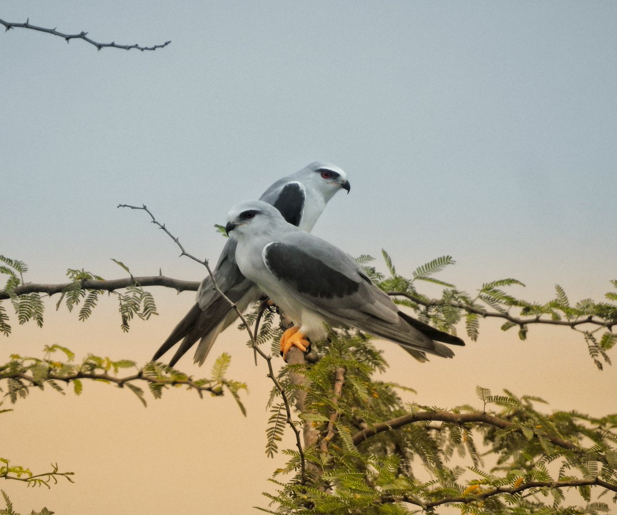 contentbirder's tweet photo. I've seen these black-winged kites every weekend for two months. I first saw them when they had commenced their mating rituals. Now, they're building a nest and hunting large rodents together. A family that preys together stays together.

#TwitterNatureCommunity #IndiAves #birds https://t.co/mDV5sPI6dA