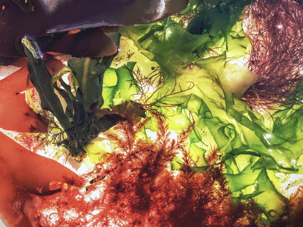 Celebrating World Algae Day by marveling at the diverse beauty of seaweed

#seaweed #biodiversity #worldalgaeday
