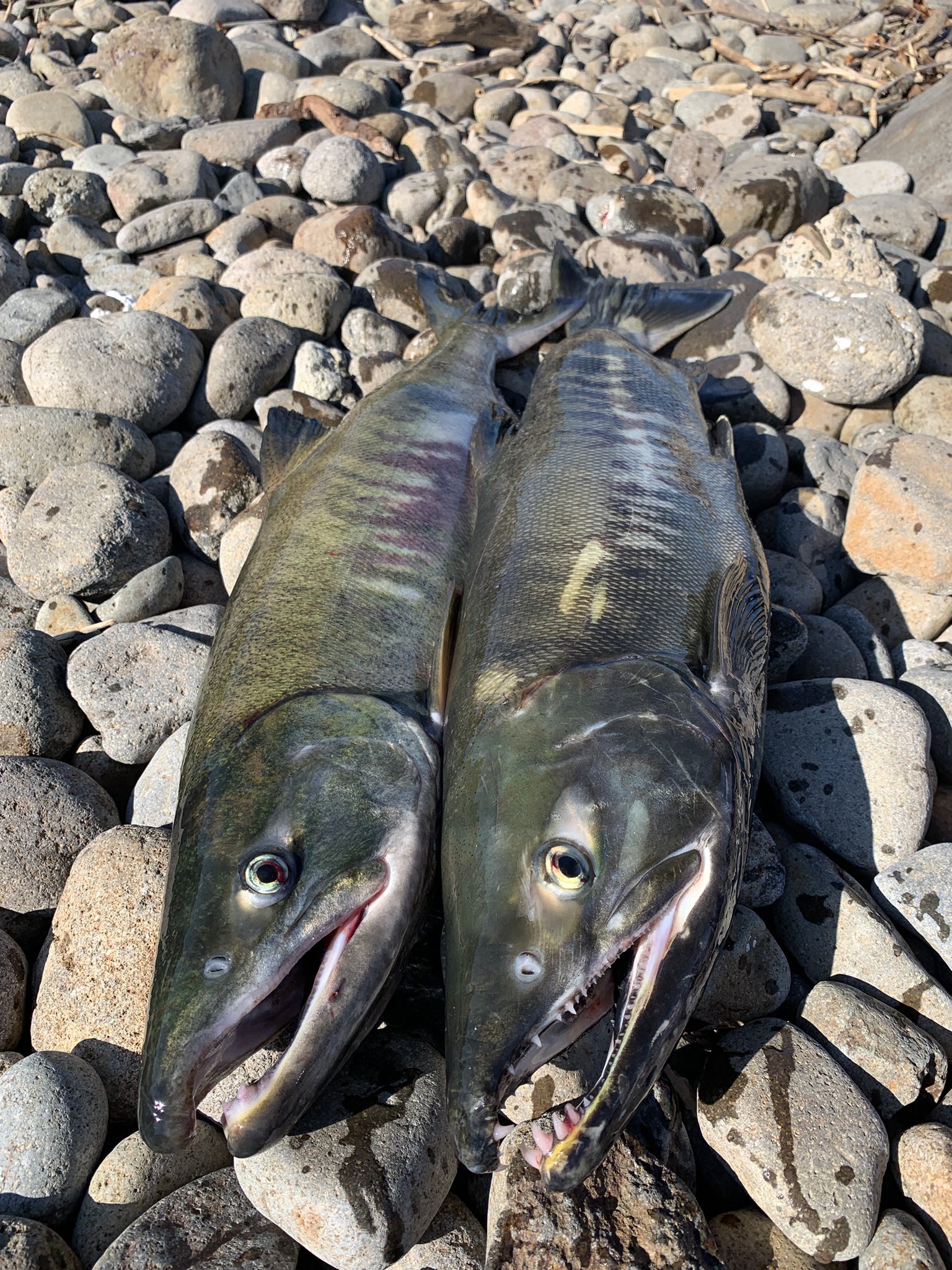 北海道の大学生 Tadayo 0927 Twitter