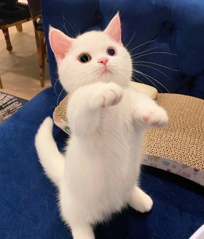 georgecatfound's tweet photo. we are king https://t.co/B1u5lN1Ul0