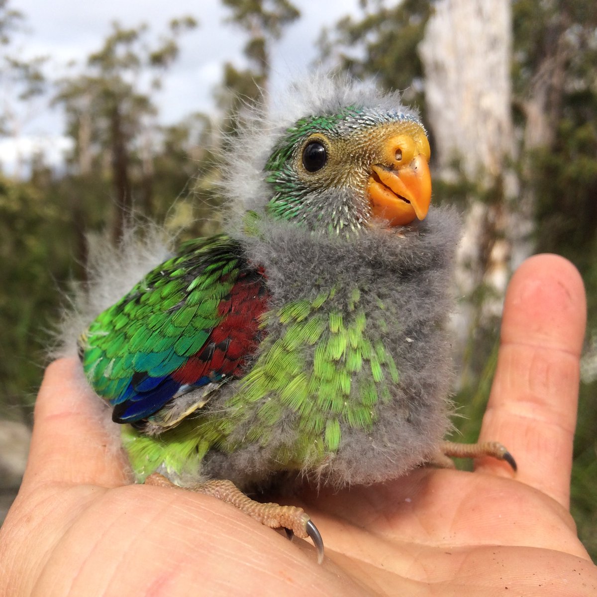 regular reminder that swift #parrots are critically endangered because of decades of forest mismanagement in #Tasmania - protecting them requires industry &amp; Gvt to acknowledge that business as usual will drive these birds to extinction.