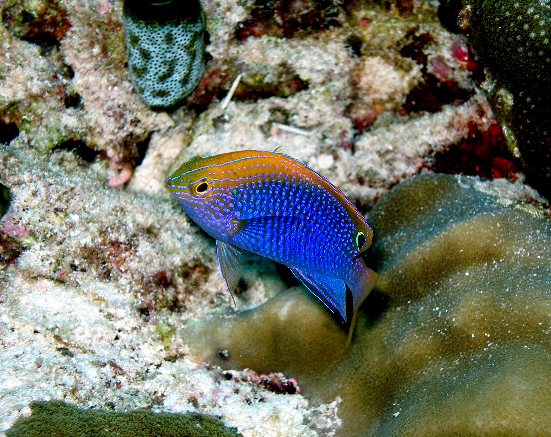 Today is a good day for a pretty fish. This is the Princess Damsel Pomacentrus vaiuli. Widespread and common through the Indo-West Pacific, including NW Australia. The species name is from Samoan, meaning 'blue water' - probably for its stunning colour. You're welcome!