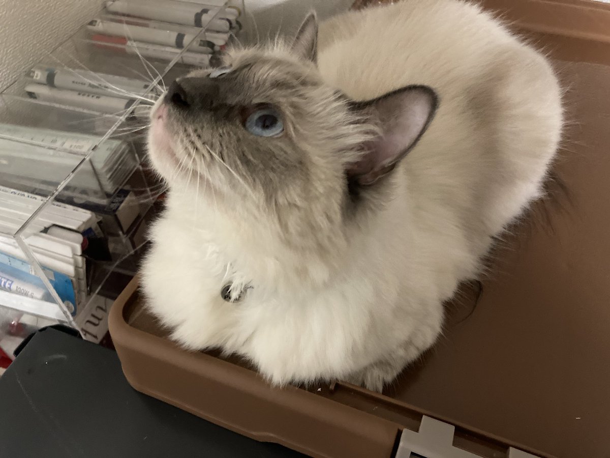 Top Tweets for #イケメン猫 on Twitter. - TwStalker