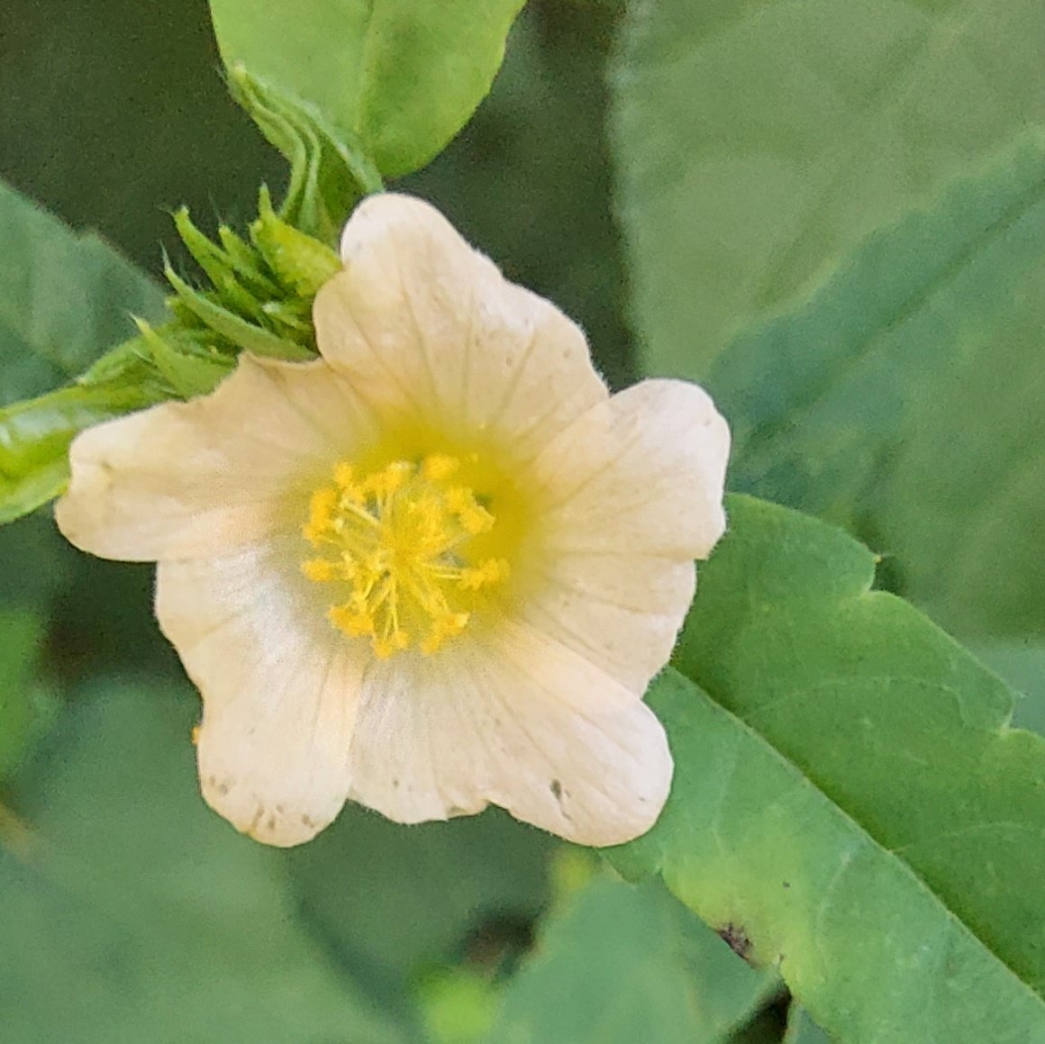 കുഞ്ഞിപ്പെണ്ണ് (@_kunjipennu548) on Twitter photo 