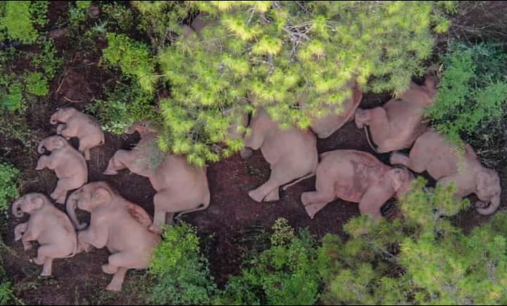A herd of wild Asian elephants found dead in China’s Yunnan province in June highlighted a key threat to biodiversity: habitat loss. Photograph: Xinhua/Rex/Shutterstock