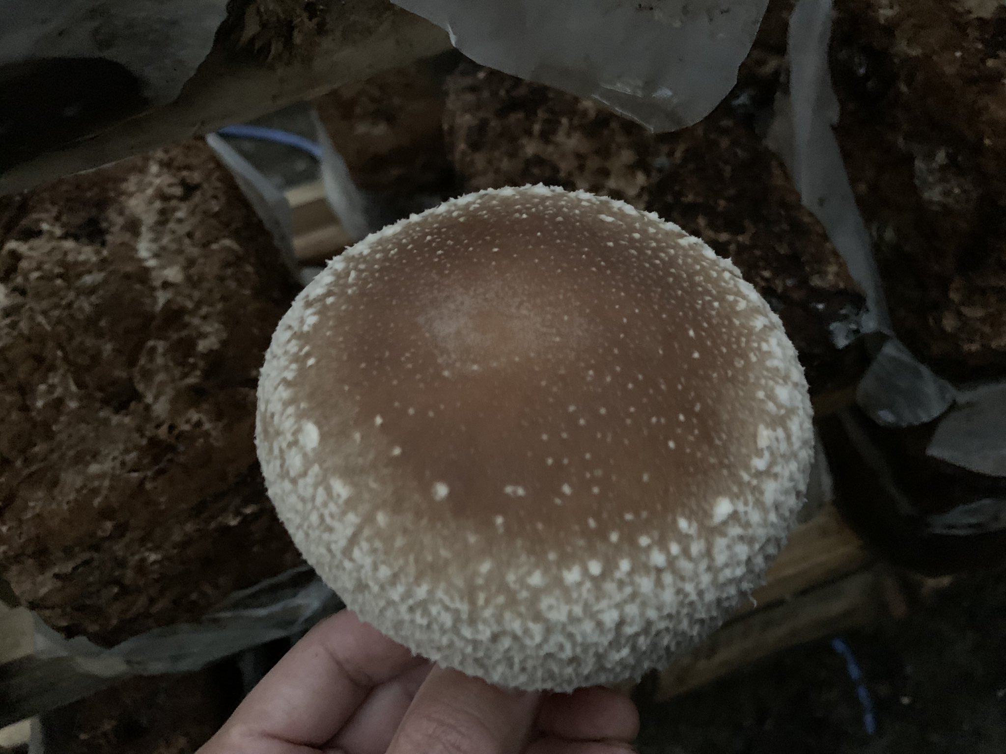 脱力農民 キノコ祭り 椎茸農家です 三大旨味成分であるグルタミン酸 イノシン酸 グアニル酸 その中でグアニル 酸は主に 干した キノコに含まれています 生の椎茸には含まれていません ダレハナ T Co Kub5t3qffc Twitter