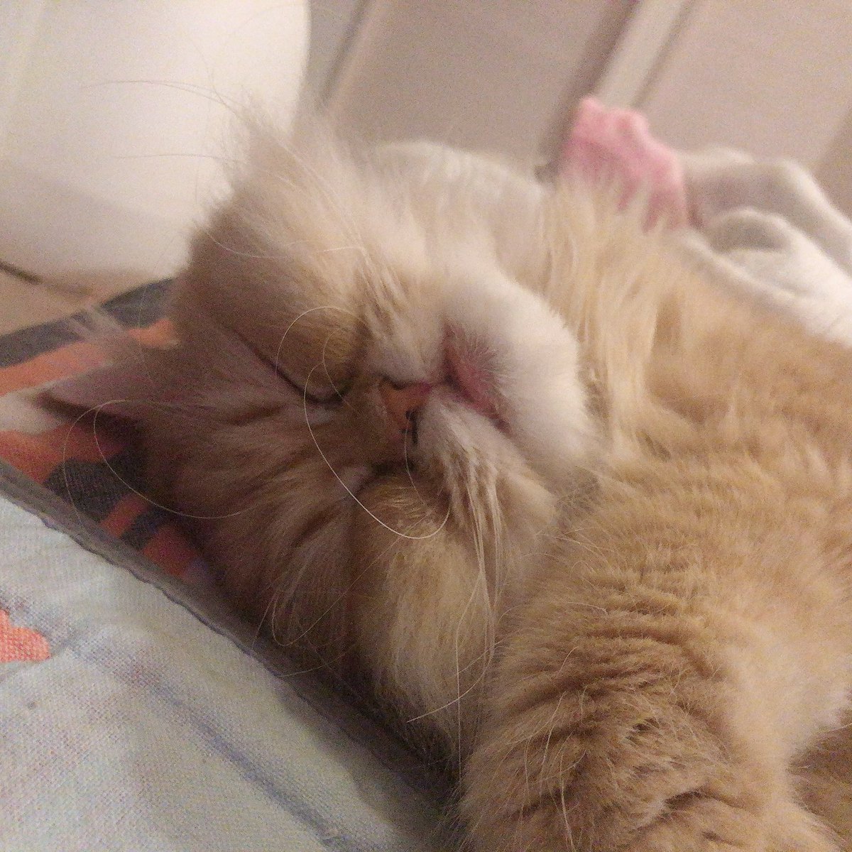 木村花さんのお母さんが石川優実さんら設立団体のhpの記述に苦言 団体は記述を削除し 記事に反論 石川さんは誹謗中傷の基準示す Togetter 木村花さんのお母さんが石川優実さんら設立団体のhpの記述に苦言 団体は記述を削除し 記事に反論 石川さんは誹謗中傷の基準示す Togetter