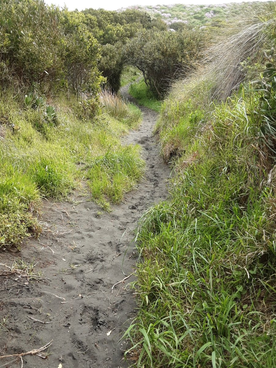 Non_Gardener's tweet photo. Feels more like winter than spring today out here at Castlecliff, but the walk to the beach is always worth it.
#Whanganui https://t.co/XDr2r3sxic