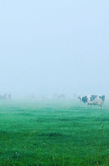 #Koeiemorgen!!! Heerlijk in de mist.....
Bedankt <a href="/bhietberg/">Bernd Hietberg</a> 👌
#koeblijboerblij #heerlijk #beetje #in #de #mist #grazen #maak #er #een #mooie #dag #van😁 #melknatuurlijk #MelkIsGoedVoorElk #boerderij