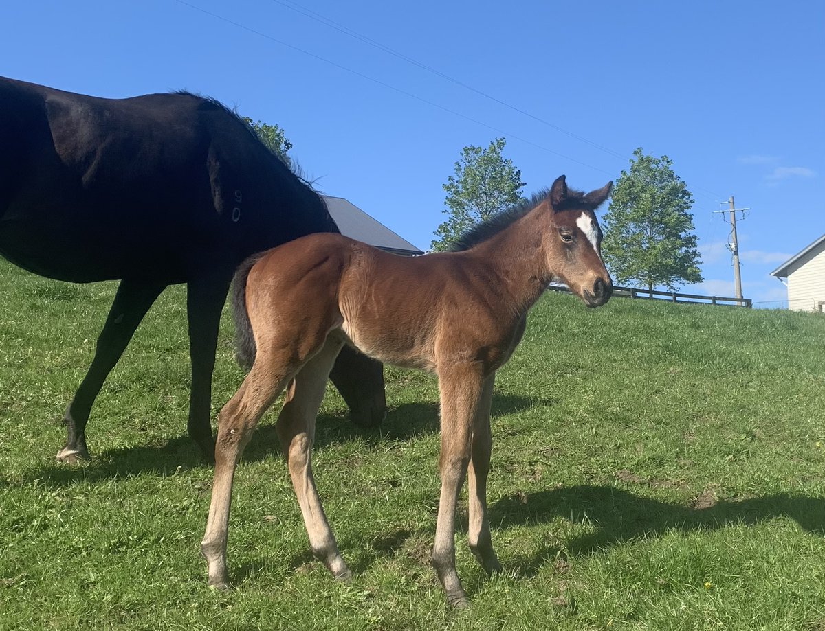 We are extremely excited to welcome a special filly by Extreme Choice, oo Crimson Arow (Sebring). Thanks to Will of Inglis <a href="/NewgateFarm/">Newgate</a> <a href="/vicbreeders/">TBV</a> <a href="/breednet/">Tara Madgwick</a> <a href="/willstott89/">Will Stott</a>