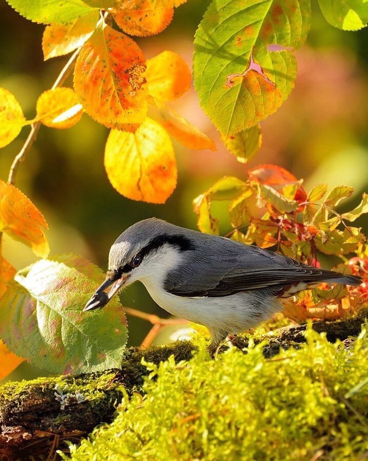 осенние птицы. птицы в осеннем лесу. красивые осенние птицы. птицы осеннего леса. синичка лазоревка.