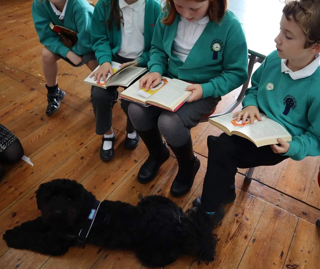 Mr_D_Kay's tweet photo. Love that our school has a #schooldog  . Lando hears readers and can be used to support in so many ways ! Highly recommended practice. #edutwitter #cornwall #nclt #lando https://t.co/JpWfNOl1fY