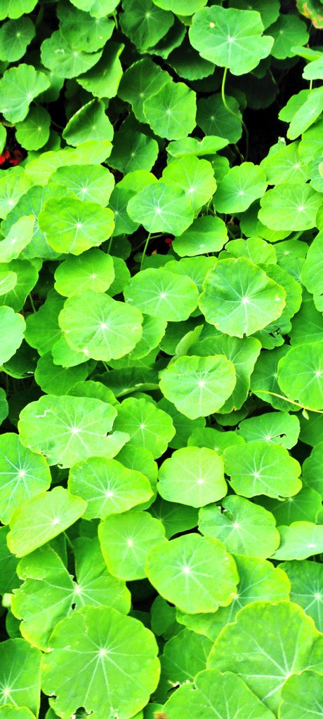 DeepaTwitz's tweet photo. #Dclick 💚🍀 https://t.co/8k7wwuHcWV
