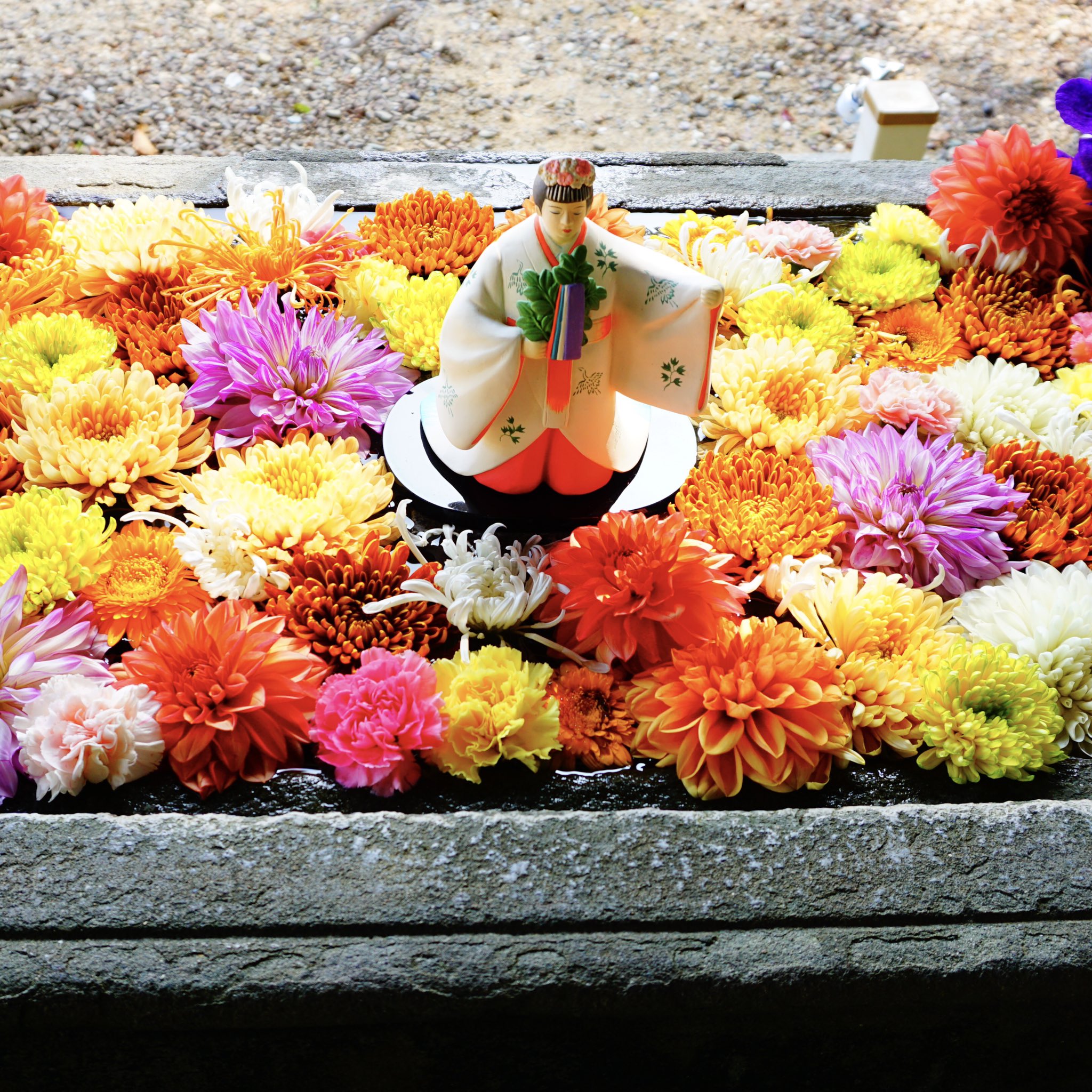 宇佐八幡神社 本日 10月13日 午後7時よりご斎行されます 徳島 県の無形文化財に指定される宇佐八幡神社の お御供 ｵｺﾞｸ 神事 を控えて 花手水のお花のお手入れを行いました 少しお花の内容も変わっております 花手水は今週末 10月17日 までの