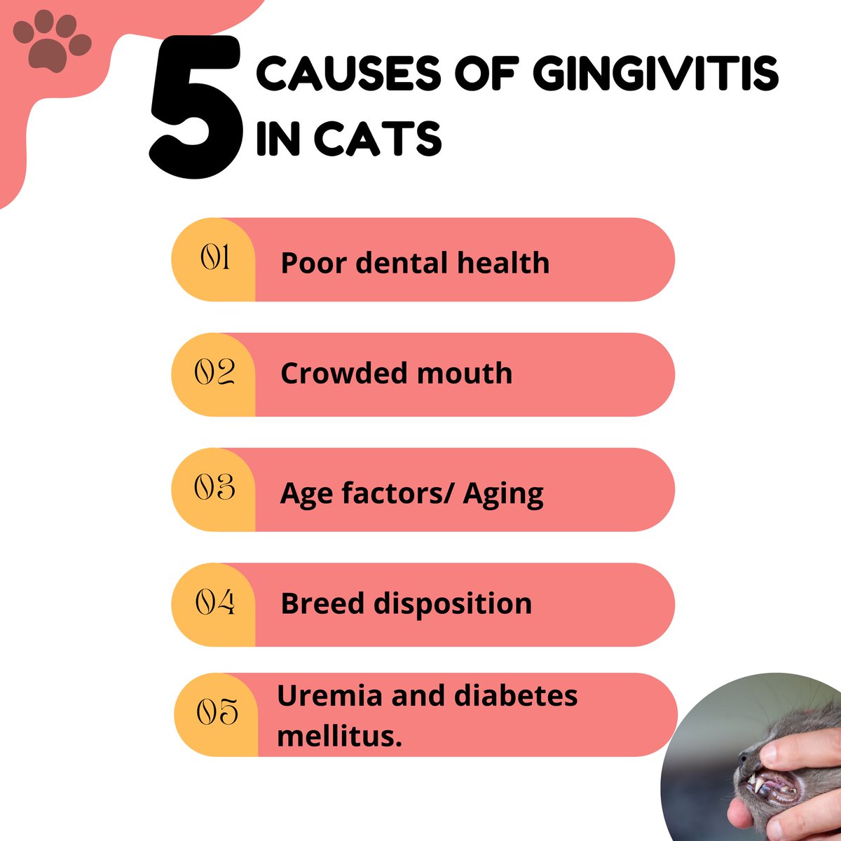JustinDonne's tweet photo. …Here in this post, we shared a few common reasons for gingivitis in cats. Mention in the comment section if you know any more causes. Drop us a 👍🏻 if you liked this content, and don’t forget to tag a friend. #gingivitis #catsdiseases #petcare #petlifestyle #catsproblems https://t.co/qWHpLtWQVP