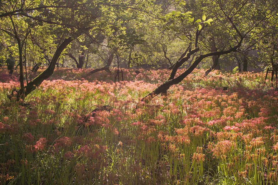 photo_by_tomo's tweet photo. This place is famous for Saitama's Red Spider lily. About 5 million cluster amaryllis are in bloom in this place.
It's just a great red carpet🌺💕
https://t.co/5iYCYZuOJO
#clusteramaryllis
#redspiderlily #Comorebi
#Carpet
#Superlativeview
#Superlative
#instalike
#Places_wow https://t.co/emjNiVy5lw