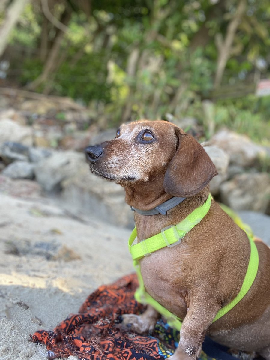 My princess! 

#dogsoftwitter