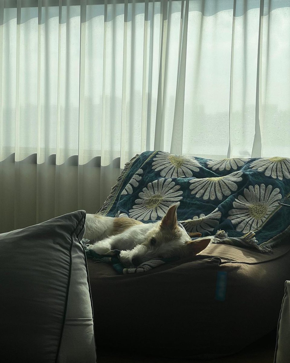 roseperuof's tweet photo. 📸 hank_says_hank | Instagram 🐶

"Duerme una siesta"

#블랙핑크 #로제 #블랙핑크로제 #ROSÉ @BLACKPINK https://t.co/wG8h5d2tkI