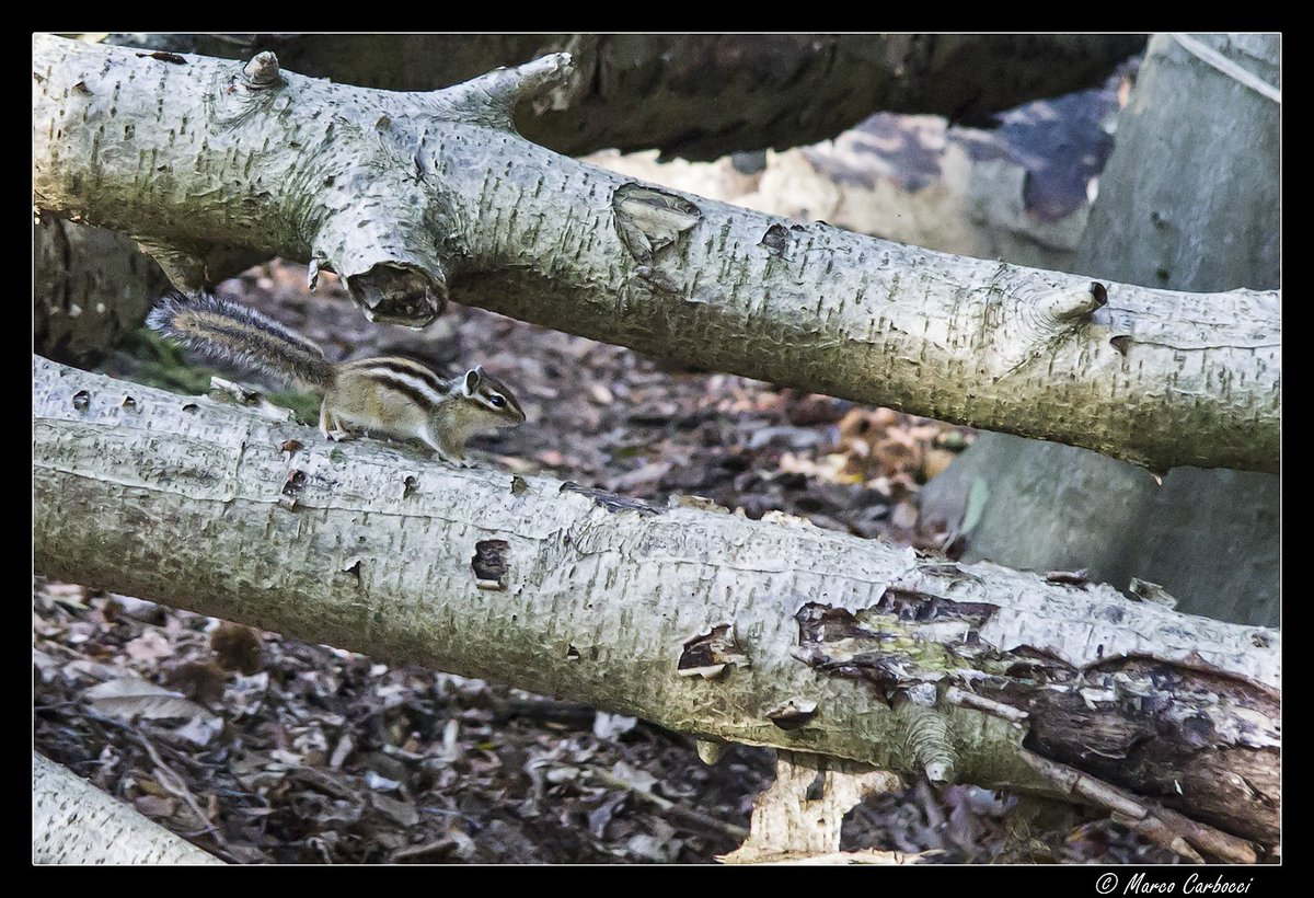 Ciao Twitter. Puisque tu sembles avoir apprécié mon écureuil, voici son frère ou son cousin ou sa grand-mère, qui sait ? Ils sont nombreux pour qui sait attendre et observer. Si rapides également que les encadrer devient un sport. Passe une bonne journée.
#NaturePhotography