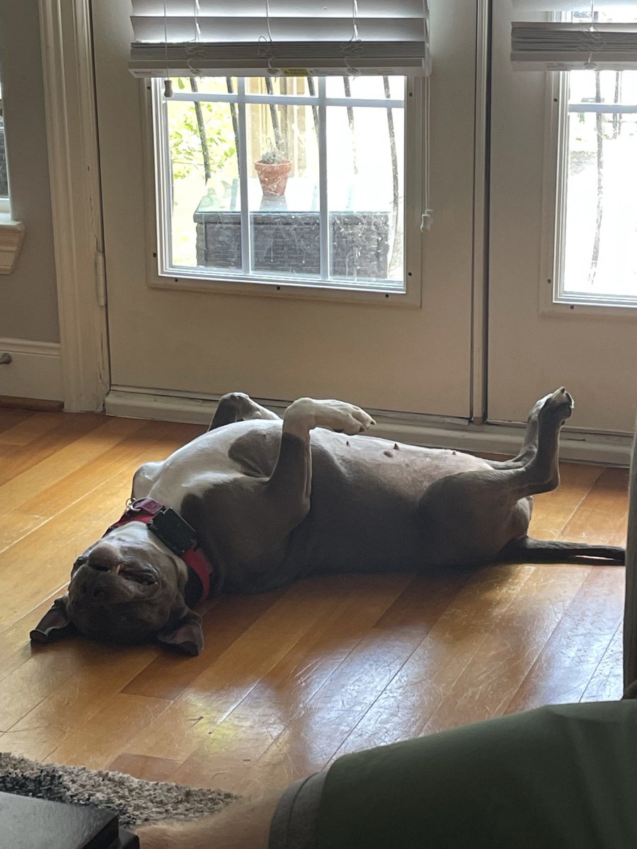 Rachel Laird, MD tweet media