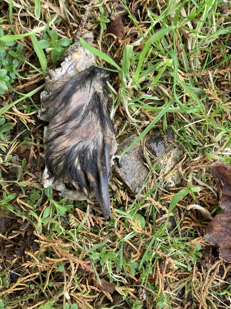 BootifulBonnieBagots tweet media