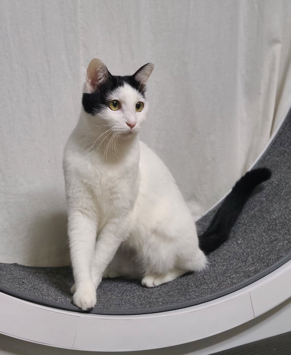 우리 고양이 제법 카리나 닮았어요