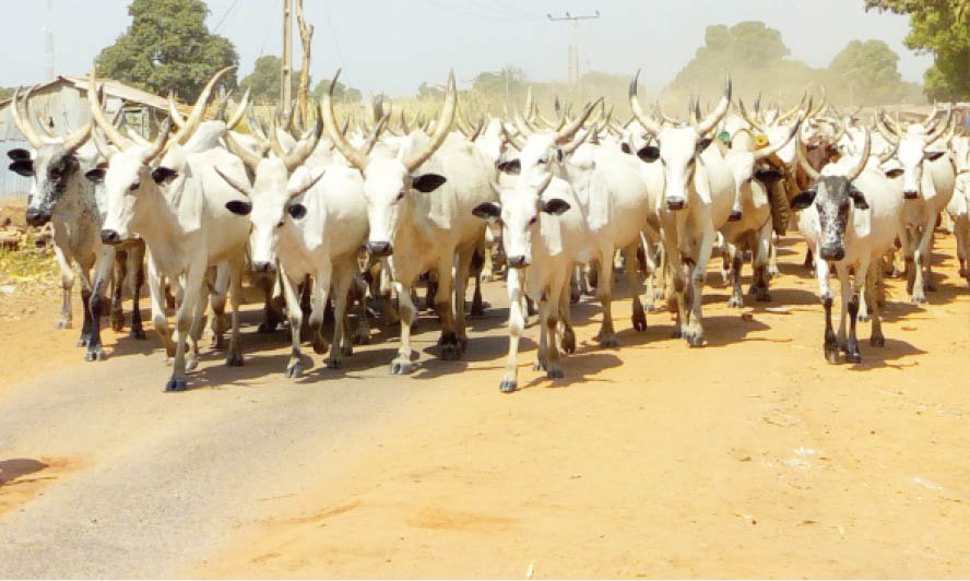 The Anambra State House of Assembly on Tuesday (yesterday October 12, 2021) passed the anti-open grazing bill into law.