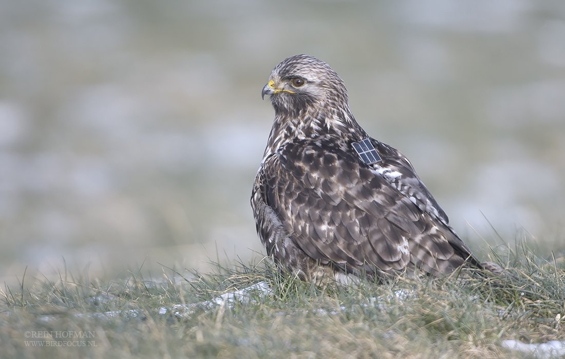 In <a href="/provgroningen/">Provincie Groningen</a> onderzoeken we samen met <a href="/vogelnieuws/">Vogelbescherming NL</a> en @LBGroningen wat natuurvriendelijk beheer van de slaperdijken aan natuurwaarden oplevert. De eerste resultaten zijn nu uitgewerkt.

Ruigpootbuizerd Janosch  © Rein Hofman
Gouden schallebijter © Theodoor Heijerman