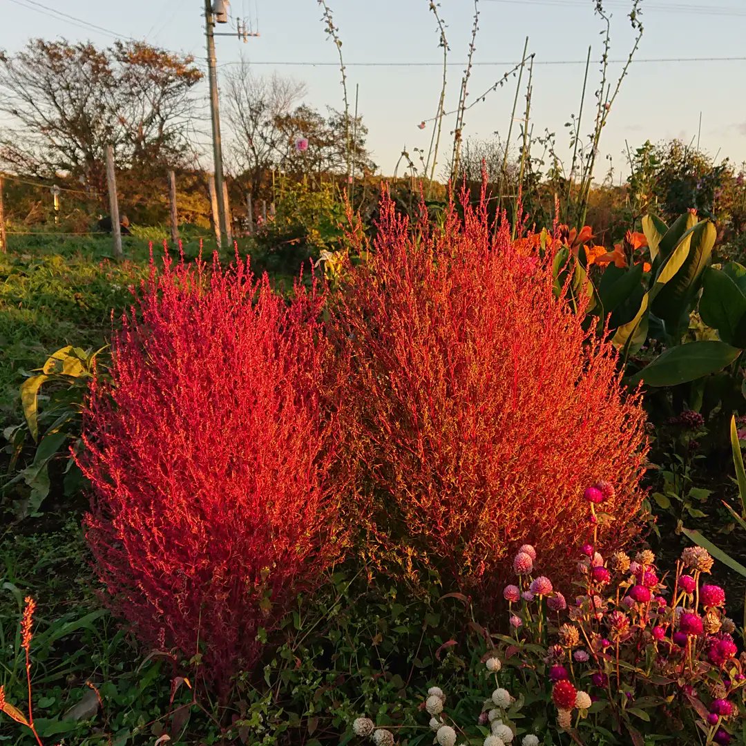 あずあず A Zu A Z U Twitter