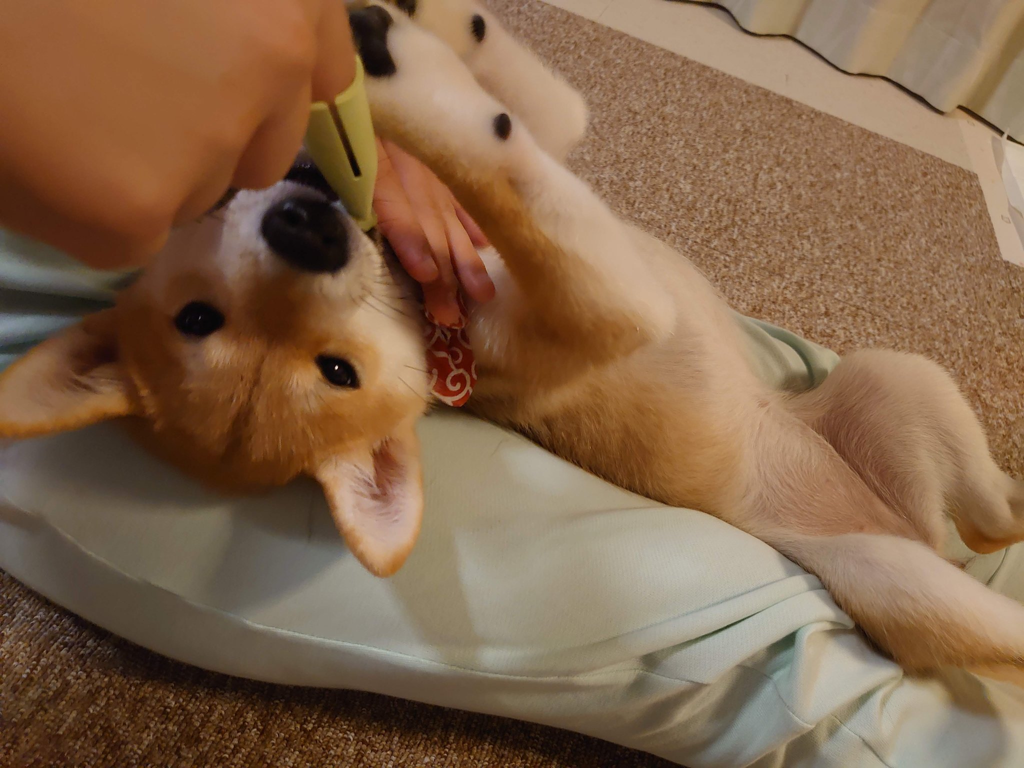 柴犬shibainuこむぎu ｪ U 歯みがきちゅう 3枚目べー になってる 柴犬 しばいぬ 子犬 こいぬ 犬のいる暮らし 歯みがき にくきゅう T Co Odbvcl2ax6 Twitter