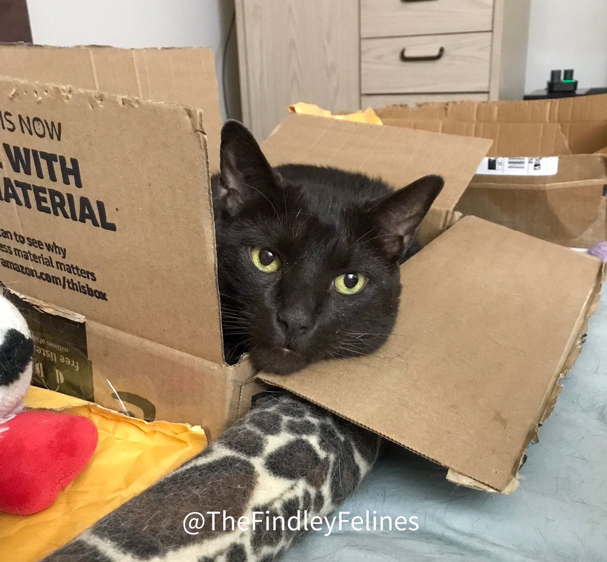FindleyFelines's tweet photo. Enjoy a Kodi Bear in a box for #HumpDayWednesday ❤️🐾
#amazonboxes #amazonboxesarethebest #catsloveboxes #cats #adoptdontshop #browncat #ififitsisits #rescuecat #CatsOfTwitter https://t.co/F0Jv5KQXwF