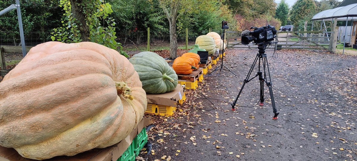The UK's largest pumpkin in Berkshire live for ITV TM.  It's huge!!